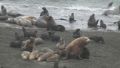 Sea lions live peacefully with seals. the Island of Bering